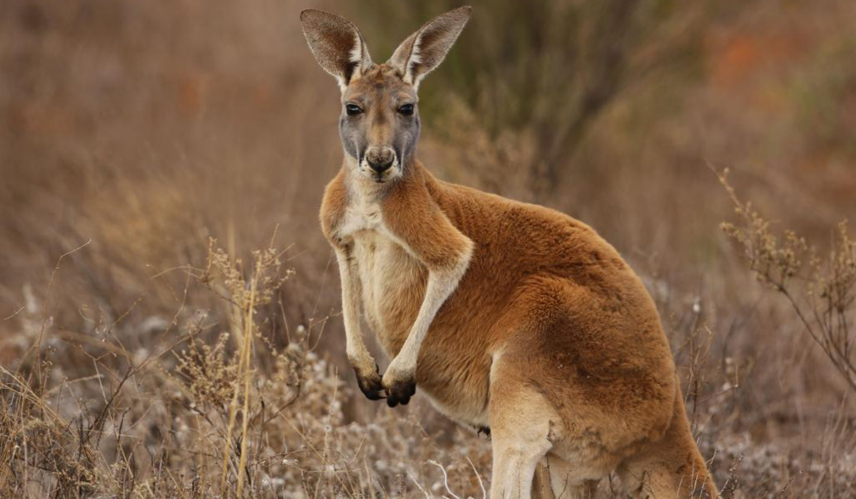 Australian man killed by kangaroo he kept as pet